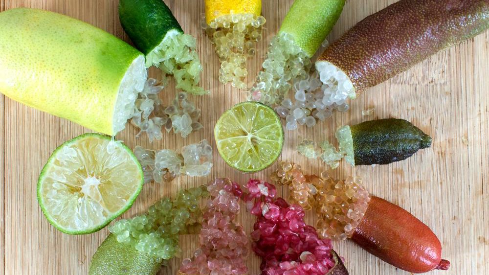 Le microcitrus est originaire d’Océanie. AGRUMES BACHES SHALLER